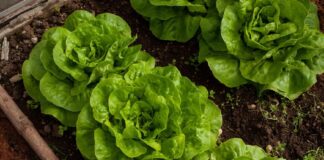 Here are the best vegetables to grow in a small garden 55f1f5fe 63b9 4e43 b5f1 9196c920fdc4