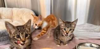 Branch launches urgent appeal for foster carers and volunteers 646b340b 062a 4429 8307 e029b3b7448b