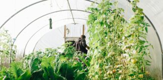Story: How to cool down a greenhouse 8e42db82 4d64 4c92 b536 47e5bb0bc3c5