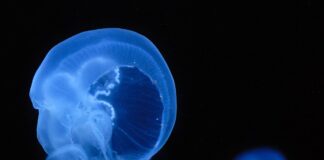 Watch out for Jellyfish: Biologist explains why Welsh beaches are full of them 952px Aurelia aurita aka