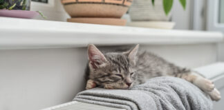 TOP QUESTIONS ANSWERED: Is my house suitable for a heat pump? Cosy home cat on radiator scaled