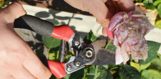 British Garden Centres’ deadheading tips to keep your garden blooming all summer Deadheading cropped