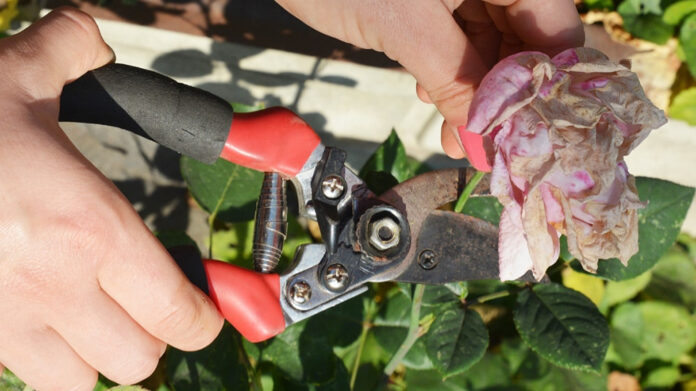 Deadheading cropped Deadheading cropped