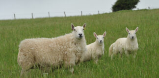 Mae ffermwr ucheldir yn cynyddu ei incwm o werthiannau ŵyn drwy gofnodi perfformiad ei ddiadell gaeedig o famogiaid Mynydd Cymreig Elfyn Owen Welsh ewe and twin lambs
