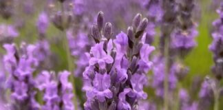 Transform your garden into a Mediterranean delight with British Garden Centres Lavender
