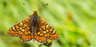 National Park Authority secures funding for Cysylltu Natur 25×25 project Marsh Fritillary
