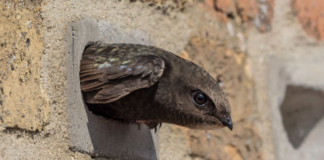Local homebuilder signs Homes for Nature commitment to support wildlife Swift 1
