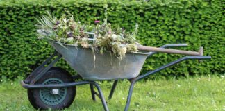 Beat the Heat: Brits urged to keep plants sunburn-free this summer a09f21b2 566d 41c1 8994 ec33d64af2e8