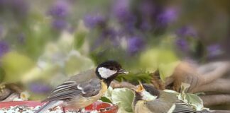 Kitchen scraps safe to feed birds animal 4682270 640