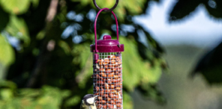 Wildlife and bird products available bird feeder