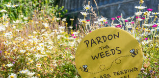 Buzzing about bugs in Pembrokeshire bug farm 10