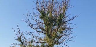 Work to tackle Ash Dieback disease continues across Carmarthenshire. clefyd coed ynn ash dieback website
