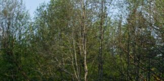 Inspired by Olympics Fever? Here’s how to get on your bike this summer pexels alaritammsalu 8024970