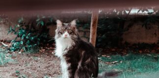 Nine ways to keep unwanted Cats off the Garden pexels photo 2742609