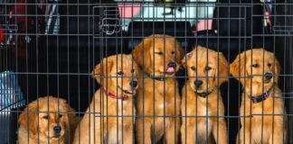 PRE-HOLIDAY PET TRAVEL WARNING pexels robertkso 17206210 scaled