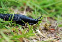 UK’s slug invasion: How to attract birds that eat slugs slug