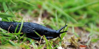 Attract birds that eat slugs slug
