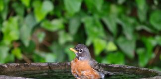 How to look out for birds in hot weather 4827f7e8 e4c7 4277 abd4 df9e32c6ea38