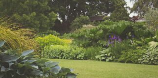 Garden experts reveal easy ways to solve common lawn problems 5bb41724 7321 4076 b280 9422f8e0deea 1