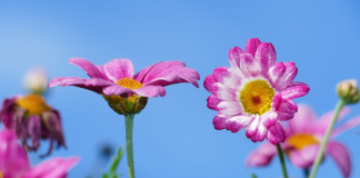 Picking wildflowers could cost you £5,000 87971f15 8cb0 43d5 86b3 c269ee46ce53