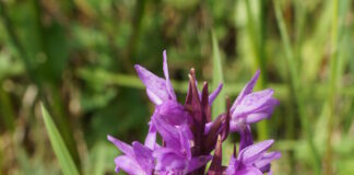 New photographs show blooming success of Biodiversity Plan on Wales’ strategic road network After DSC00644 1 scaled