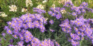 How to achieve late summer brilliance with British Garden Centres Asters for late summer colour scaled