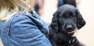 Welsh puppy buyers warned of devastating impact of ‘convenience culture’ Be Puppywise. Credit The Kennel Club
