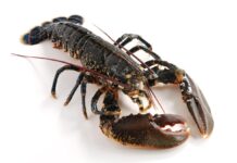 Welsh crab and lobster survey and online events for recreational shellfish fishers European lobster Medium