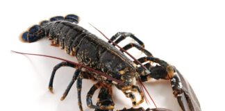 Welsh crab and lobster survey and online events for recreational shellfish fishers European lobster Medium