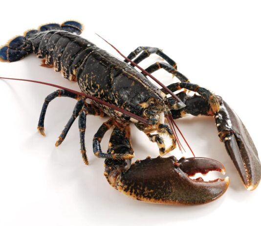Welsh crab and lobster survey and online events for recreational shellfish fishers European lobster Medium