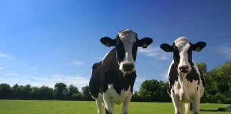 FUW Claims BBC Bovine TB Documentary Is Biased FUW cows stock image