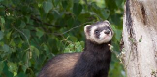 Study reveals the top 5 most interesting animals you can see in Wales this summer Ferret