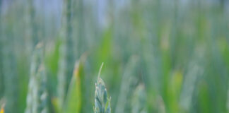 Wheat growers urged to manage risk after challenging season Graham 3 @300