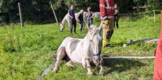 Horse Rescue in Drefach Horse Rescue 01 Header cropped