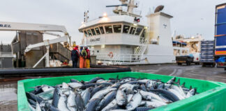 Climate change report highlights potential impacts for wild capture sourced seafood Peterhead Fishing 213 Medium 1 cropped