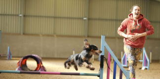 Welsh dog and owner going for gold at International Agility Festival Rachel Hiscox and Theo