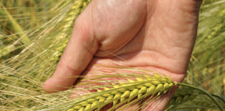 Consider hybrid barley to spread AD plant ‘green’ energy crop risk SY Nephin ear @300