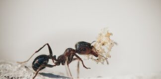 Households warned to prepare for FAD – Flying Ant Day ants 5061910 640