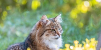 How to keep cats away from wildlife bbea69d6 aabd 4208 9633 12f1eaed4db6