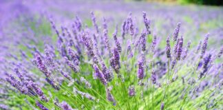 Stormy weather story: Plants for unpredictable weather efb119f4 a9ea 46aa b6f7 1d145ffb3034