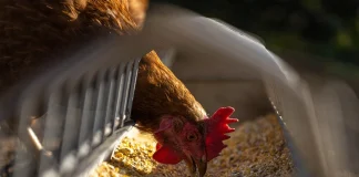 Retrospective Approval For Animal Sanctuary hen 5642953 1280