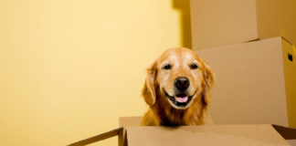 National Dog Day: 7 tips for the perfect move with your pooch image 1