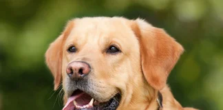 Dog Groomer In High Street Approved labrador retriever 1210559 1280