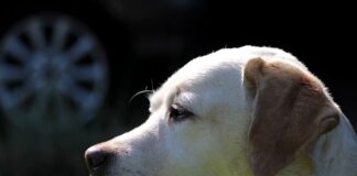 The dogs we Labr-adore! 99% of owners agree that dogs are more than just man’s best friend – they are part of the family labrador retriever 4167251 640