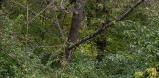 Does your shed need planning permission? pexels khuram shahzad 1117744402 20814042 scaled