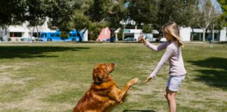 Why Pet Owners Are Taking the Lead in Outdoor Design: 60% of UK Decks Are Built with Pets in Mind pexels rdne 7516215