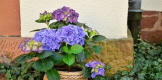 This is why outdoor potted plants are struggling plant pot 1345371 640