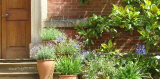 Seven ways to increase the appeal of pots and planters plants