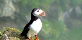 Wales on UK Bucket List of experiences this summer puffin 6647068 640