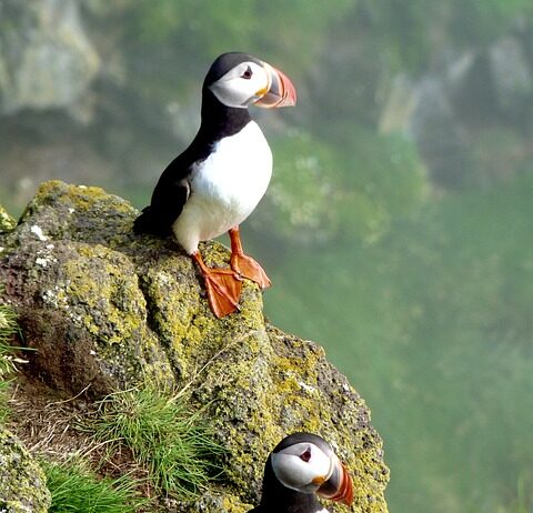 Wales on UK Bucket List of experiences this summer puffin 6647068 640
